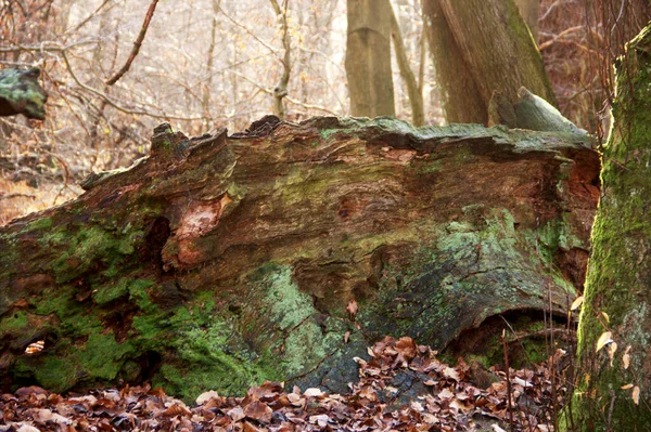 Grand Chêne Pétrifié Mort Recouvert Mousse Dans Forêt Primitive Sababurg — Photo