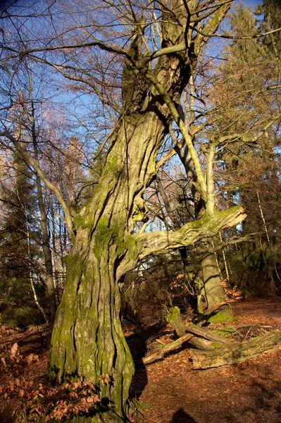 Roble Grande Muerto Cubierto Musgo Bosque Primitivo Sababurg — Foto de Stock