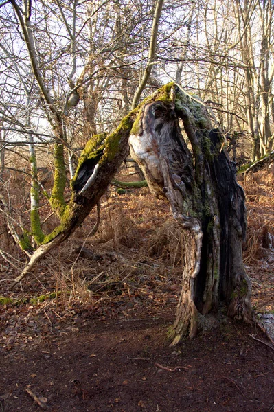 Chêne Mystique Partiellement Creusé Dans Forêt Primitive Sababurg — Photo