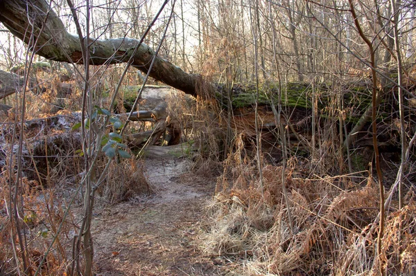 Sababurg原始森林中倒下的老橡树景观 — 图库照片