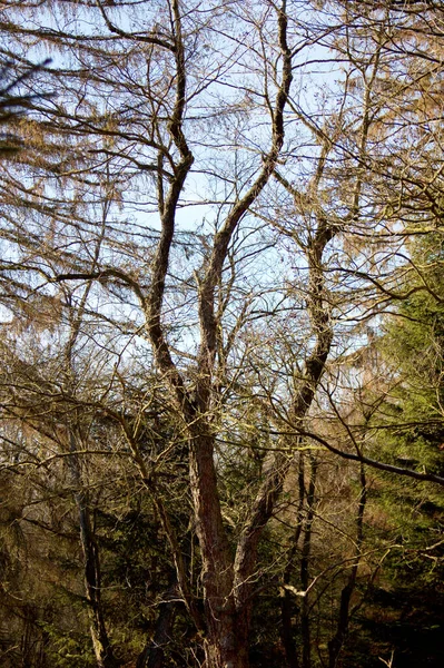 Vue Grand Chêne Plusieurs Tiges Dans Forêt Primitive Sababurg — Photo