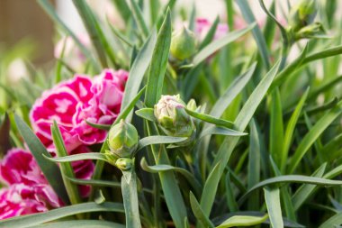 Dianthus OSCAR Pembe ve Mor karanfiller en iyi karanfiller serisidir.
