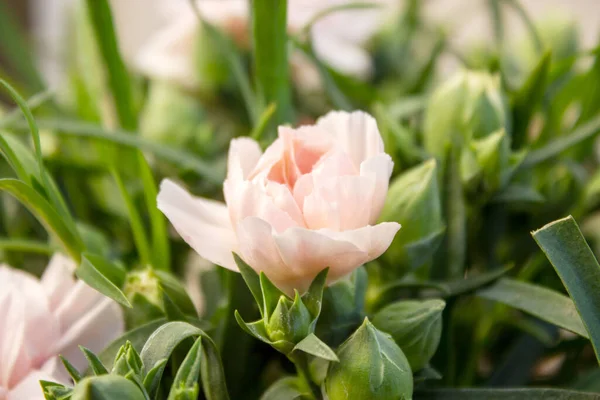 Dianthus OSCAR Pembe ve Mor karanfiller en iyi karanfiller serisidir.