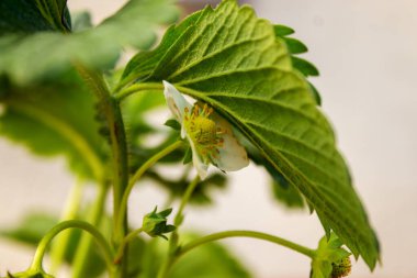 Çilek çiçeğinin odak arkaplanından yakın plan görüntüsü