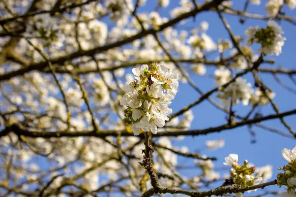 Close-up of a white cherry blossom out of focus background