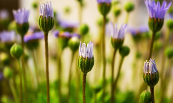 Papatya familyasından, Felicia amelloides 'in yakın çekimi, Asteraceae
