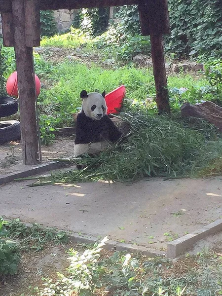 Dev panda ya da panda olarak da bilinen bir pandanın ön görüntüsü, ayıların memeli türünden.