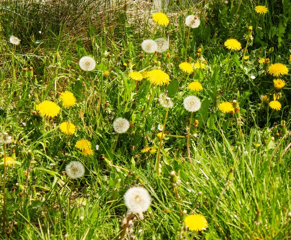 Papatya ailesinden Taraxacum adlı sıradan karahindibalarla dolu bir çayır manzarası.