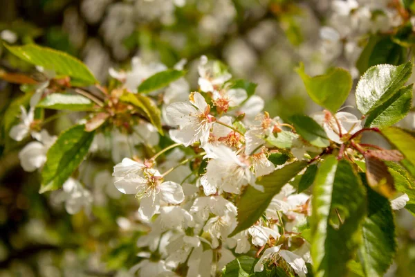 İlkbaharda kiraz ağacında beyaz kiraz çiçekleri açan meyve ağaçları