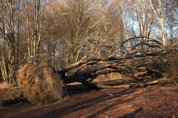 Blick Auf Entwurzelte Mehrstämmige Buchen Sababurger Urwald — Stockfoto