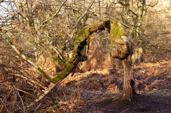 Vista Uma Faia Coberta Musgo Que Tem Crescimento Árvore Atípica — Fotografia de Stock