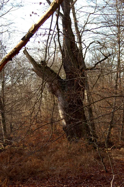 Ölü, ormanda çürüyen meşe ağacı Sababurg ormanında çalılık