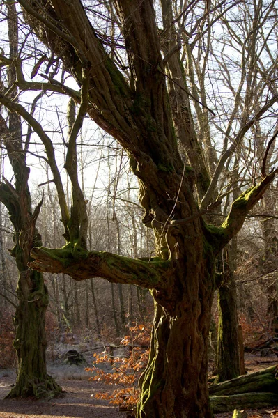 在Sababurg原始森林里 枯死的腐烂的橡木和奇异的横枝 — 图库照片