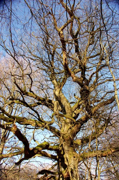 Uitzicht Een Grote Sterk Vertakte Eik Achtergrond Een Blauwe Lucht — Stockfoto