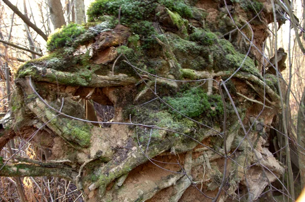 Pemandangan Dari Sistem Akar Yang Besar Hutan Sababurg — Stok Foto