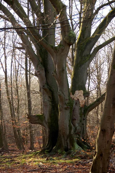 Sababurg Ormanında Güçlü Dalları Olan Büyük Çoklu Saplı Kayın Ağaçları — Stok fotoğraf