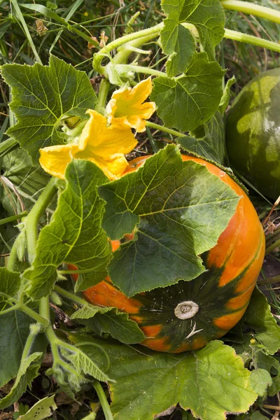 Yellow pumpkin ripen growing in — Stock Photo, Image