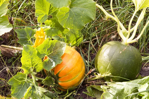 Green and yellow pumpkin ripen growing in — Stock Photo, Image