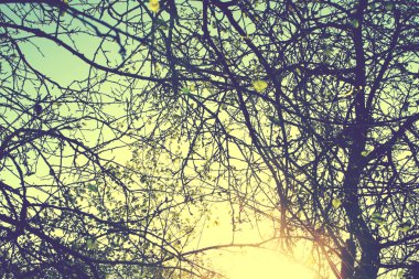 dallar ve Sonbahar Paz vintage retro filmi yaprakları