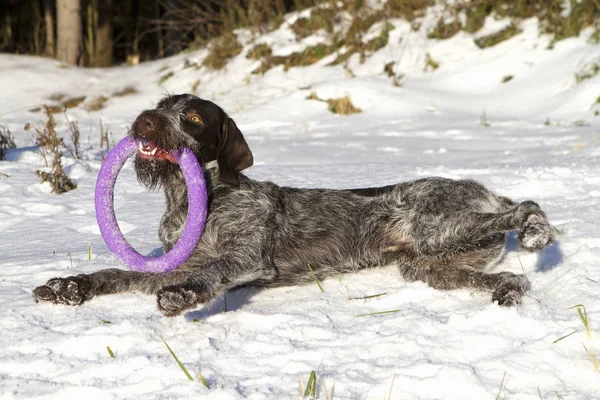 dog drathaar playing outside in the snow