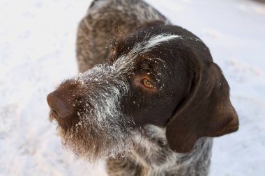 avcılık köpek namlu karda