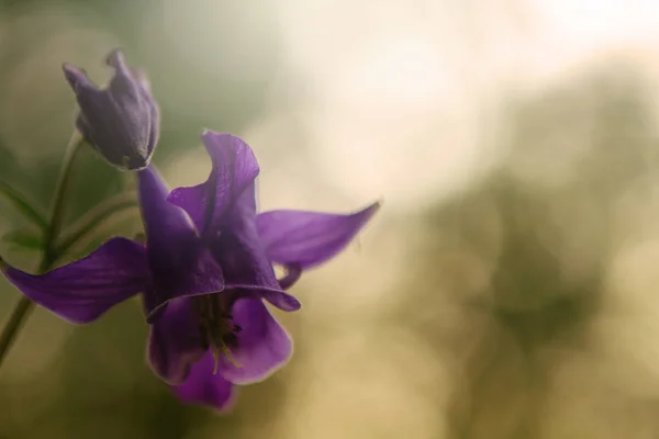 Винтажный фон с ярким цветком — стоковое фото