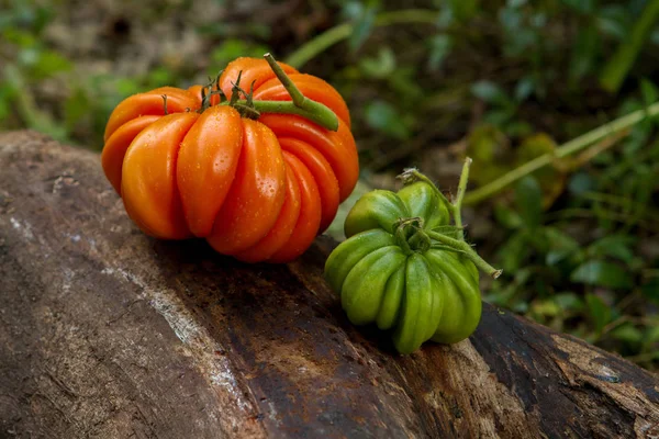 Two tomatoes series of raf on a log — Stock Photo, Image