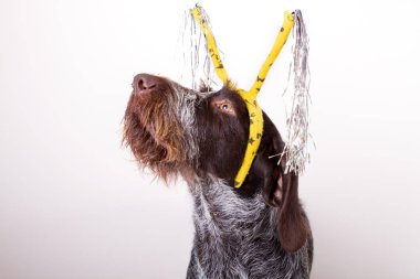 hairband köpek