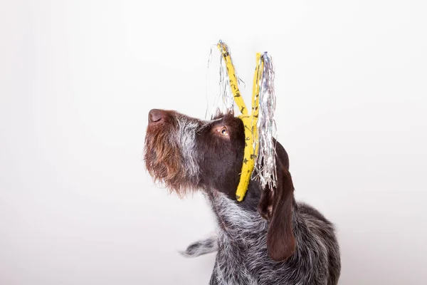 Hund im Haarband — Stockfoto