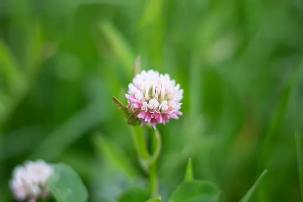 Flor Trébol Hierba Verde —  Fotos de Stock