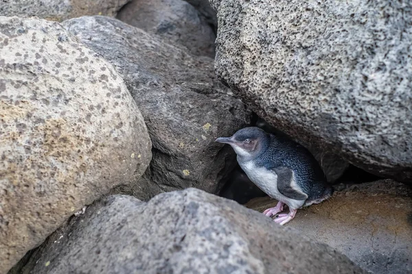 St Kilda İskelesindeki küçük penguen