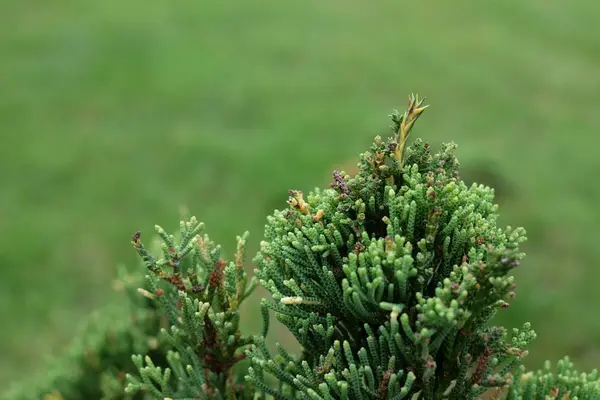 Closeup small fir tree branches — 스톡 사진