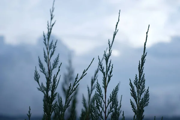 Closeup pine leaves. — Stock Photo, Image