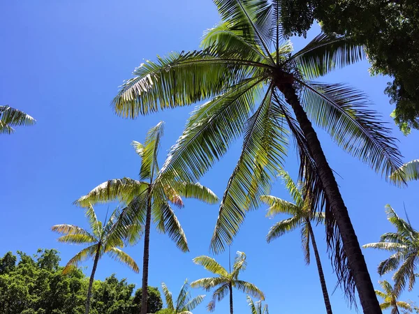 Cocotier et ciel bleu — Photo