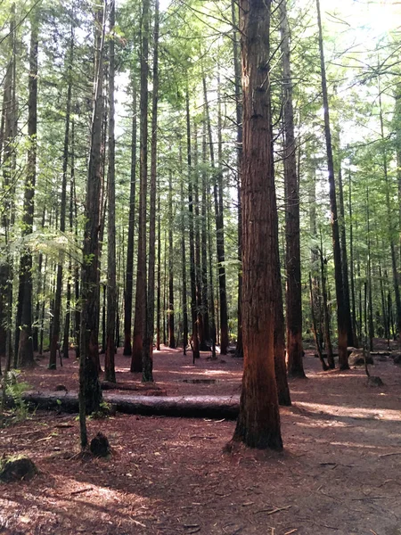 Le sequoie Whakarewarewa Forest, Rotorua, Nuova Zelanda — Foto Stock