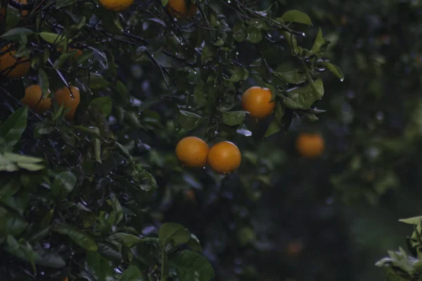 Κόκκινα Πορτοκάλια Ένα Δέντρο — Φωτογραφία Αρχείου
