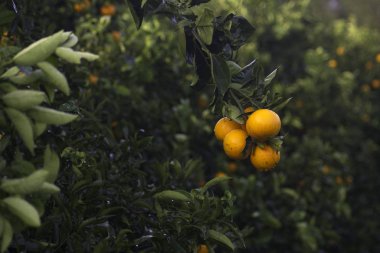 Ağaçtaki kırmızı portakallar.