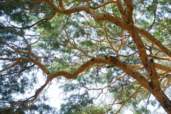 Vista inferior de las ramas de árbol de acacia en el día con luz solar — Foto de Stock