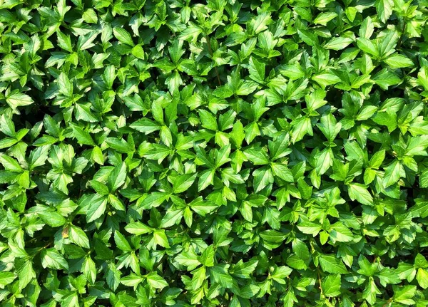 Picture of green plants wallpaper, backdrop — 图库照片