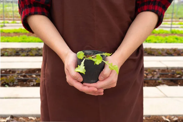 Mãos Mulher Que Mantêm Uma Planta Cultivada Sementes Para Crescer — Fotografia de Stock