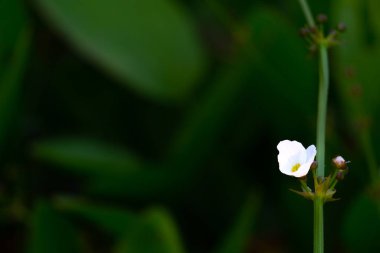 Bulanık yeşil yapraklı güzel beyaz bir çiçek.
