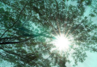 Öğleden sonra ağaçların arasından geçen güneş ışığının resmi (yeşil ton))