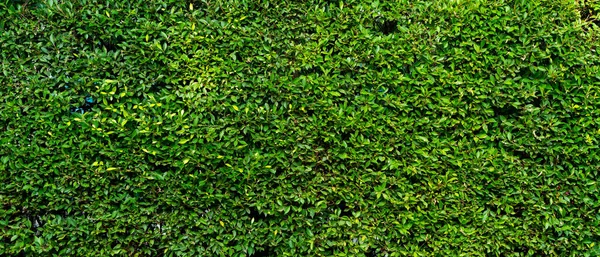 Banner picture of green plant wall of the house. nature and background concept