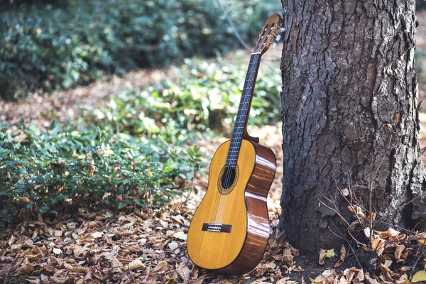 Gitara Drzewie Tle Lasu — Zdjęcie stockowe