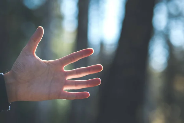 man hand in forest tree background