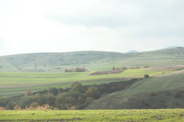 Ağaçlar ve yeşil çimen manzarası