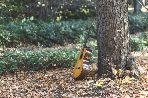 Gitara Drzewie Jesiennym Lesie — Zdjęcie stockowe
