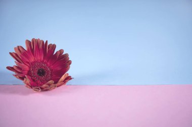 Gerbera çiçeği renk tablosunda