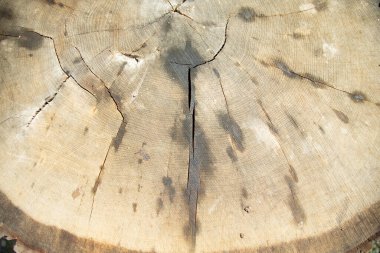 Kahverengi orman arka planı doğada .