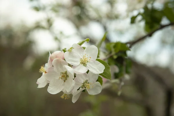 庭の背景にある美しい花の木 — ストック写真
